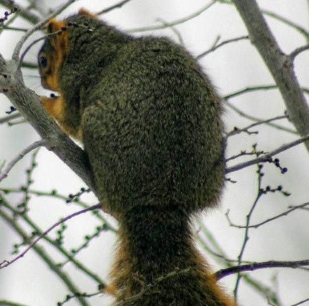 Snowy Mornings, Ski Trails, and New Beginnings at MARS&nbsp;Stout