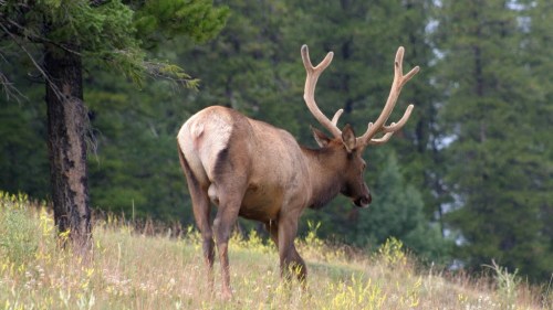 Canmore Alberta Elk