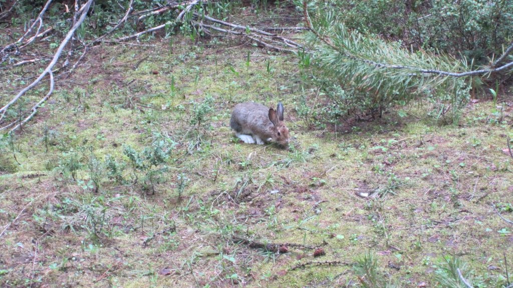 Meat up in the&nbsp;forest