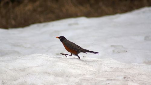 Road runner ... I think not