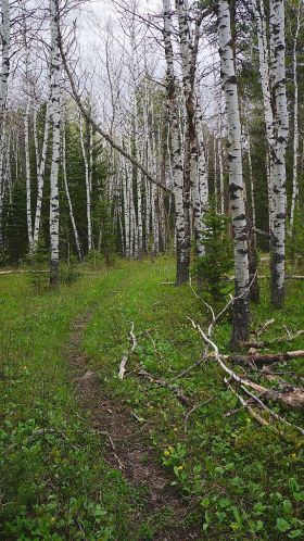 Aspen Grove
