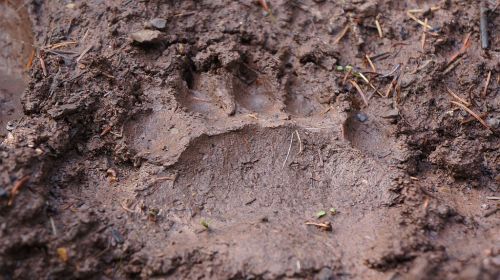 Bear Print