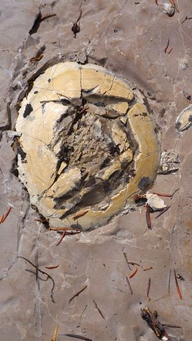 Egg Like Fossil