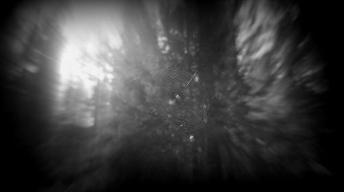 Gallatin Forest Dweller