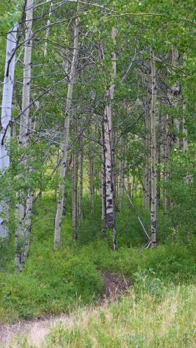 2013_07_12_mortimer_gulch_ride-004