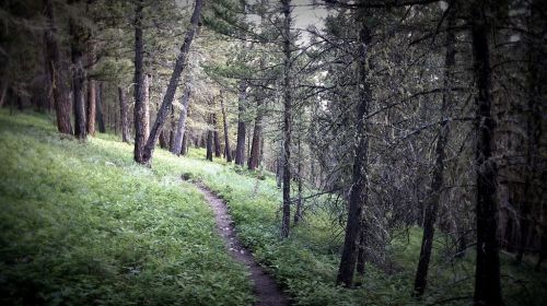 Trail with green carpet