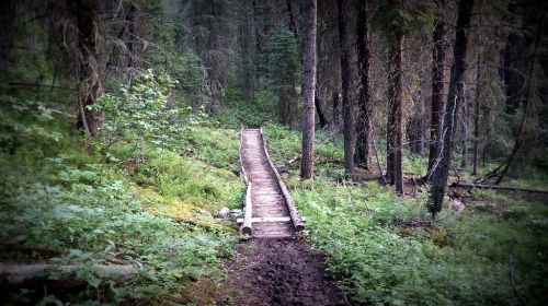 Bridge over trampled water