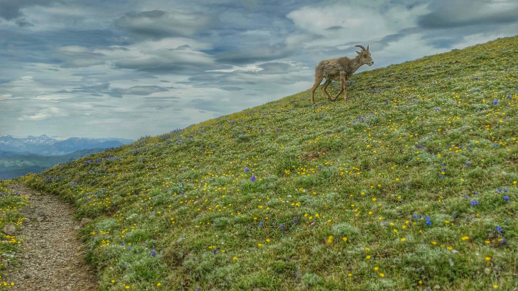 In the Shadows of&nbsp;Washburn