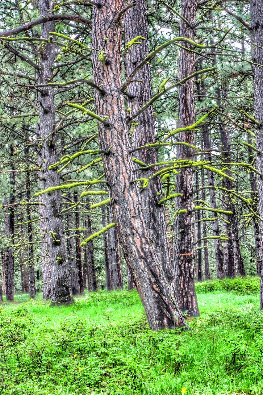 Forest of Majestic&nbsp;Splendor