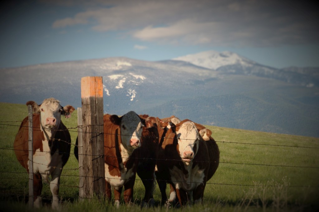 Settling Into Missoula