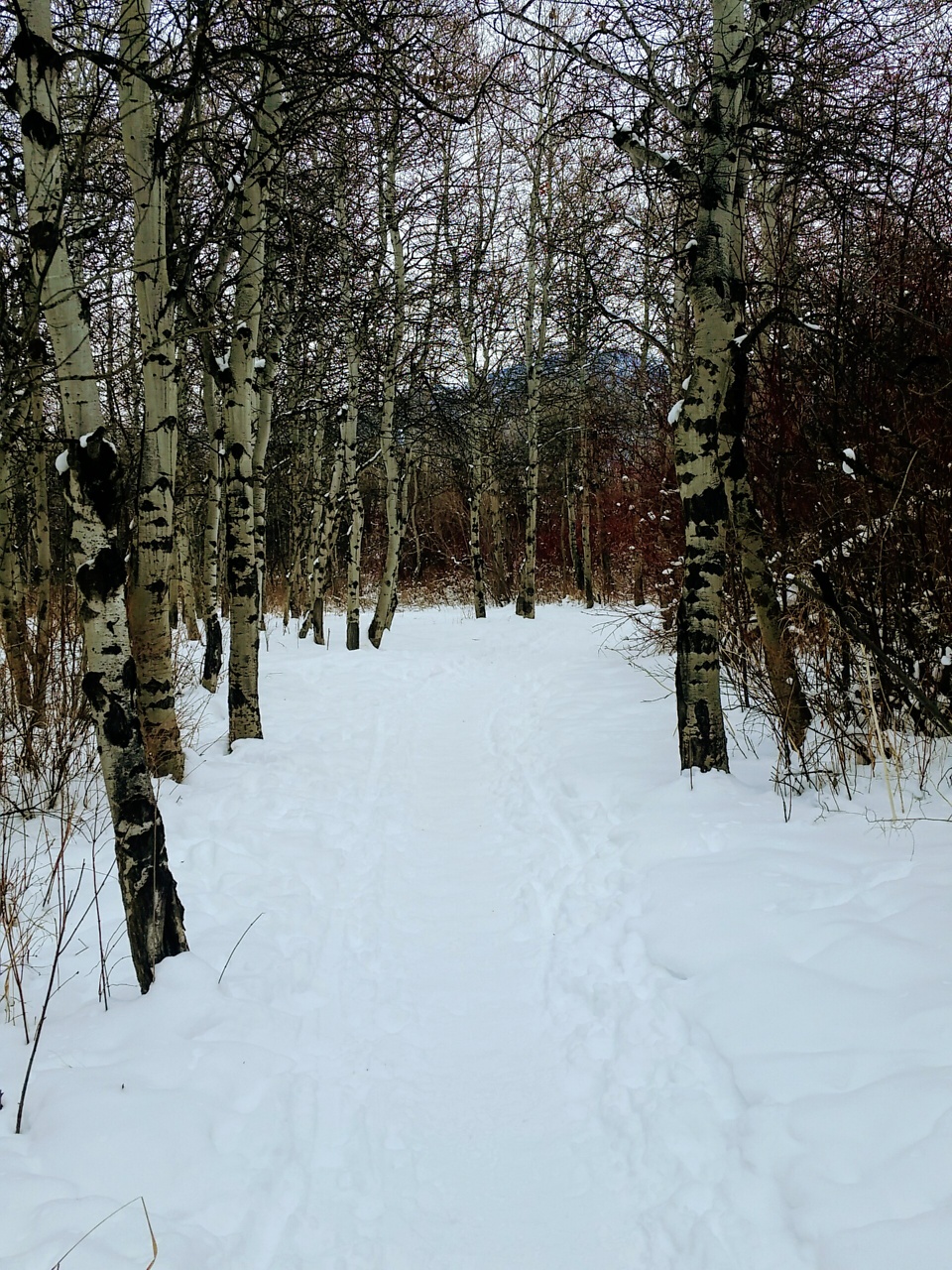 Bozeman Urban Trails