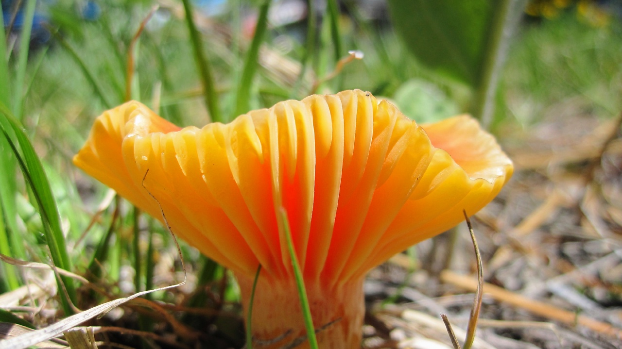 Single Outdoor Loving Ochlophobist