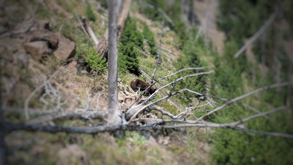 Off the Beaten Path in the Park –&nbsp;Sheepeater