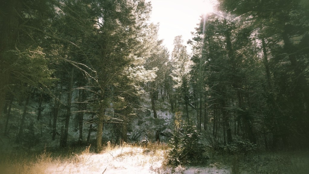 Georgie in the&nbsp;winter