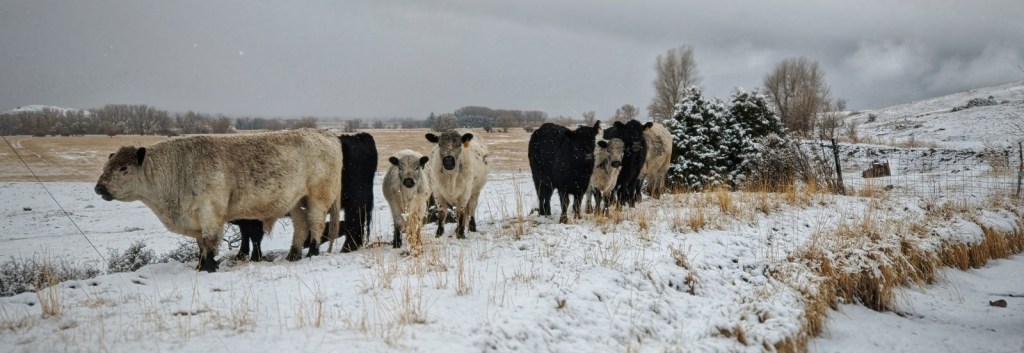 Living on the&nbsp;couch