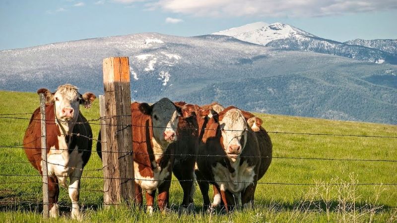 Life in Bozeman, uh, Missoula… Wait, Where Am I&nbsp;Again?
